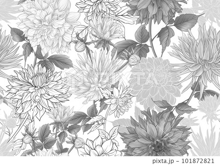 Dahlias flowers, outline Vector illustration.  101872821