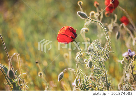 A lot of fresh red poppies blooming in a spring meadow against blue sky. Natural springtime landscape. Wild flowers blossom on a wind. Beautiful floral wallpaper. Summer flower blooming low angle view 101874082