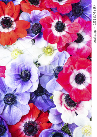 アネモネの花 アネモネの花 101874397