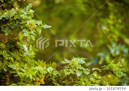 foliage outside in city park foliage outside in city park 101874554