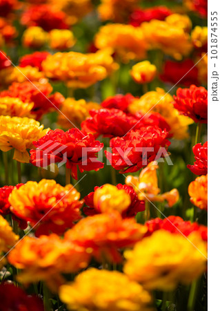 tulips outside in city park 101874555
