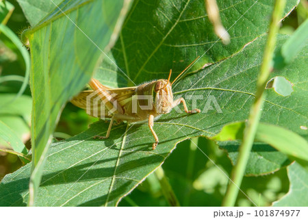 草むらに隠れるツチイナゴの成虫　日本　秋　 101874977