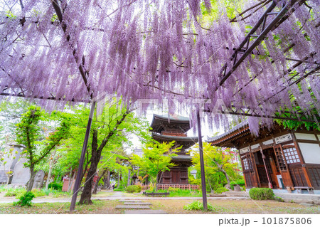 【初夏素材】初夏の信濃国分寺の藤の花【長野県】 101875806