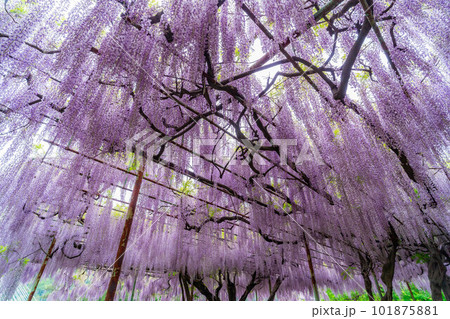 【初夏素材】藤の花【長野県】 101875881