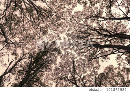 Photograph looking up through a tree canopy in a forest Photograph looking up through a tree canopy in a forest 101875925