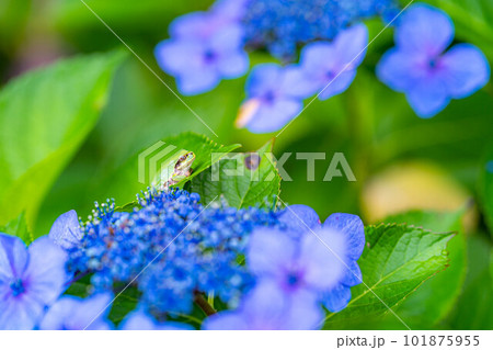 【梅雨素材】紫陽花の花【長野県】 【梅雨素材】紫陽花の花【長野県】 101875955