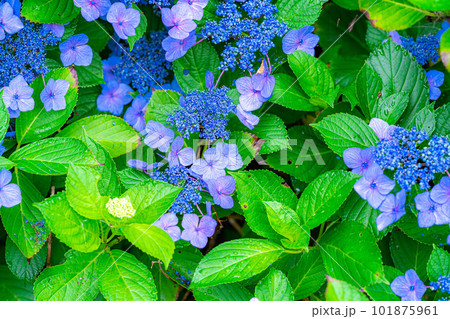【梅雨素材】紫陽花の花【長野県】 101875961