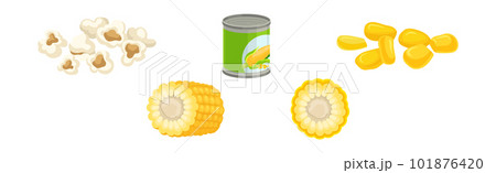 Maize or Corn as Cereal Grain with Yellow Kernels or Seeds Vector Set 101876420