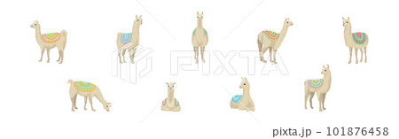White Wooly Llama or Alpaca as Domesticated South American Camelid Vector Set 101876458
