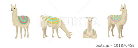 White Wooly Llama or Alpaca as Domesticated South American Camelid Vector Set 101876459