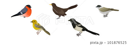 Feathered Birds or Avian with Wings Vector Set 101876525