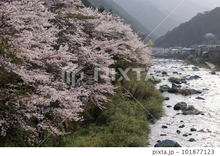 土居川沿いの桜並木　（高知県　仁淀川町　北浦ふれあい公園） 101877123