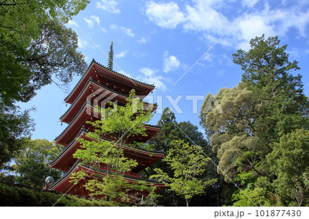 五重の塔　新緑の季節　（高知県　五台山竹林寺） 101877430