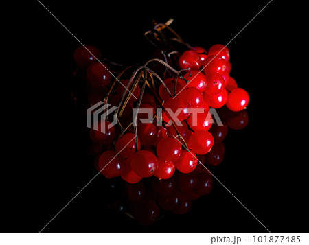 A branch with red viburnum berries in the dark on a black background. A branch with red viburnum berries in the dark on a black background. 101877485