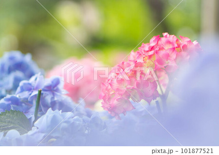 広島 梅雨の縮景園に奥ゆかしく咲くピンク色の紫陽花 広島 梅雨の縮景園に奥ゆかしく咲くピンク色の紫陽花 101877521