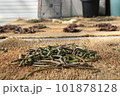 ゼンマイ 101878128