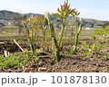 ウド 101878130