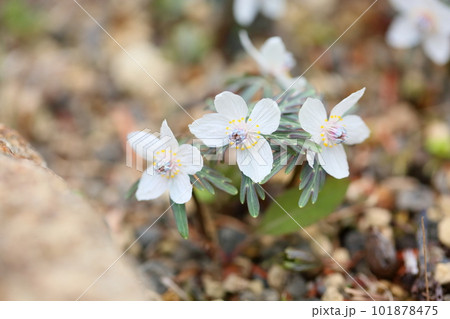 早春の花 セツブンソウ 早春の花 セツブンソウ 101878475