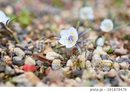 早春の花 セツブンソウ 早春の花 セツブンソウ 101878476