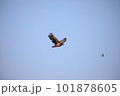 飛翔するオジロワシ 101878605