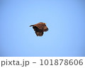 飛翔するオジロワシ 101878606
