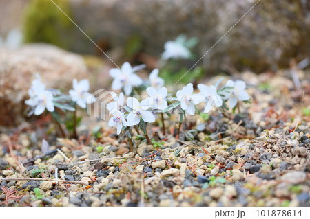 早春の花 セツブンソウ 早春の花 セツブンソウ 101878614