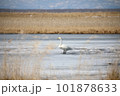 氷上に立つ一羽の白鳥 101878633