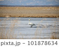 氷上に立つ一羽の白鳥 101878634