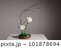 Flower arrangement of white carnation, rose and tree branches in ceramic vase with stones and moss. Japanese Ikebana style. gray background 101878694
