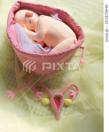 通常の子宮の大きさと臨月の子宮の大きさを比べる 通常の子宮の大きさと臨月の子宮の大きさを比べる 101879046