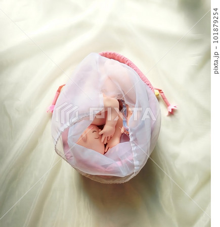 子宮のゆりかごの中ですくすく育つ胎児の様子 101879254