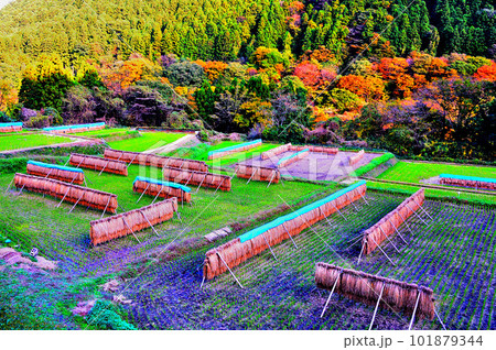 稲の天日干し（はさ掛け）群馬県黒保根 101879344