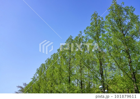 青空バックに見る新緑のメタセコイア並木の情景 101879611