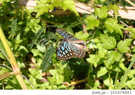 沖縄県国頭郡瀬底水納島　奄美大島以南に生息するタテハチョウ科のリュウキュウアサギマダラ（琉球浅葱斑） 101879881