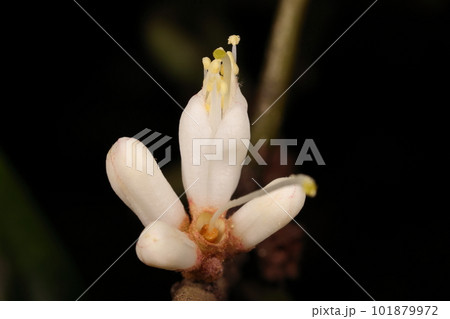 自然　植物　ヤンバルミミズバイ、国内では山原に自生。花は春、五弁の白い小さな花が葉腋につきます 101879972