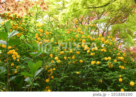 春が来たヤマブキの花 春が来たヤマブキの花 101880200