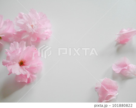 八重桜　白バック　春　イメージ 101880822