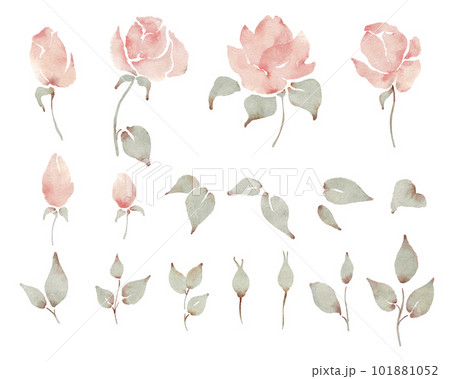 Watercolor pale pink rose flowers, buds and...のイラスト素材