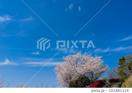 桜 空模様 桜 空模様 101881124
