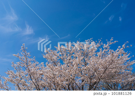 桜　空模様 101881126