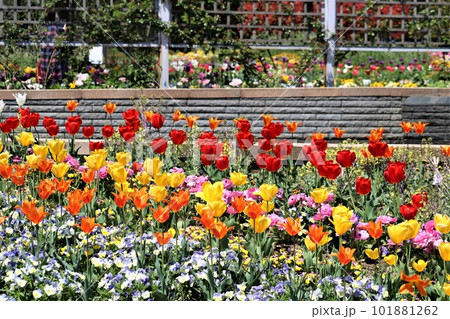 花々がきれいに咲く公園　春の日 101881262