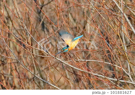 埼玉県比企郡川島町の越辺川白鳥飛来地 川原を飛ぶカワセミ 埼玉県比企郡川島町の越辺川白鳥飛来地 川原を飛ぶカワセミ 101881627