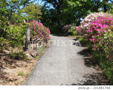新緑の公園に咲くツツジと遊歩道の風景 101881768