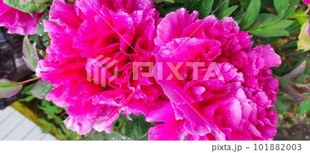 満開の牡丹 満開の牡丹 101882003