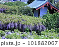 藤棚 101882067
