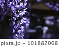 ふじ 101882068