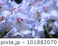 つつじ 101882070