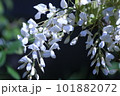 白いふじ 101882072