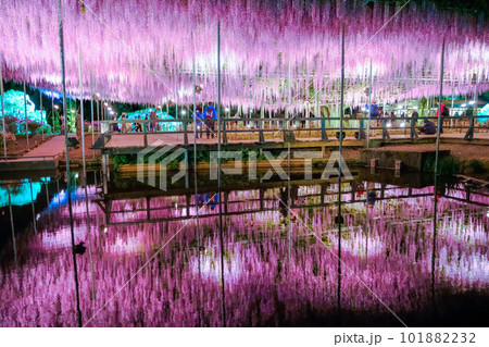 藤棚のリフレクション 藤棚のリフレクション 101882232