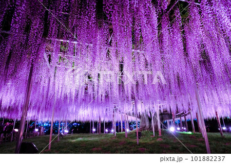 夜の大ふじ 夜の大ふじ 101882237
